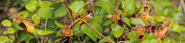 Fuchsia-procumbens
