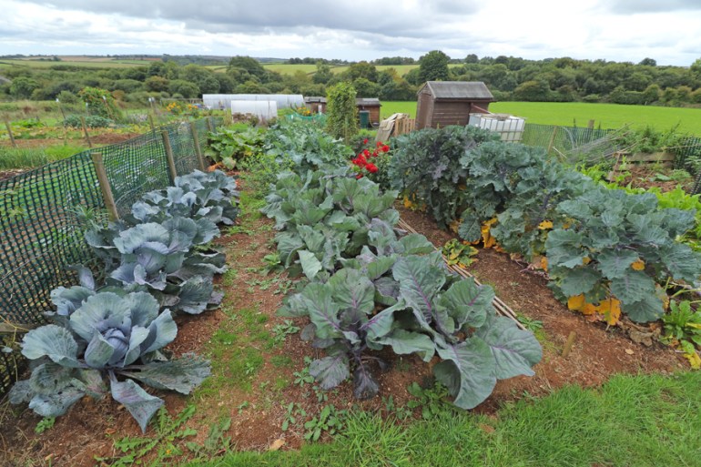 Allotment-85