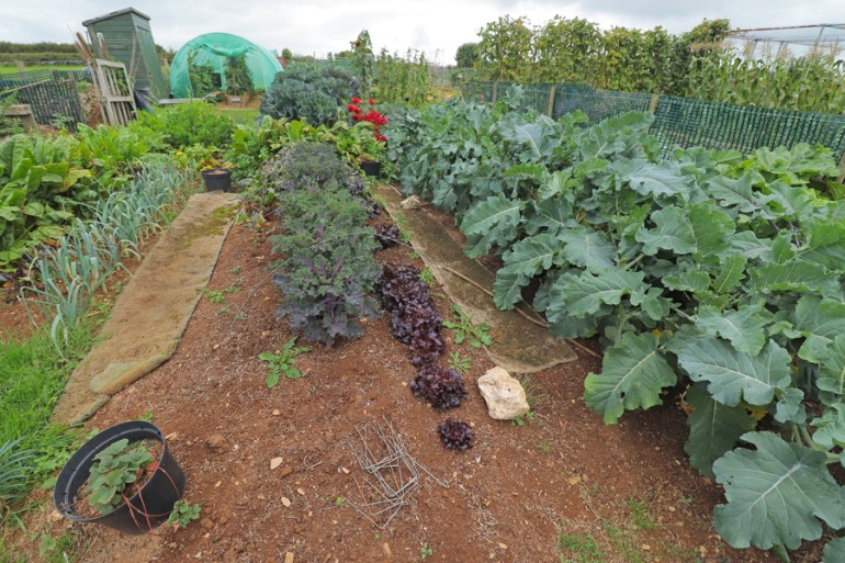 Allotment-86