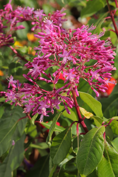 Fuchsia-arborescens