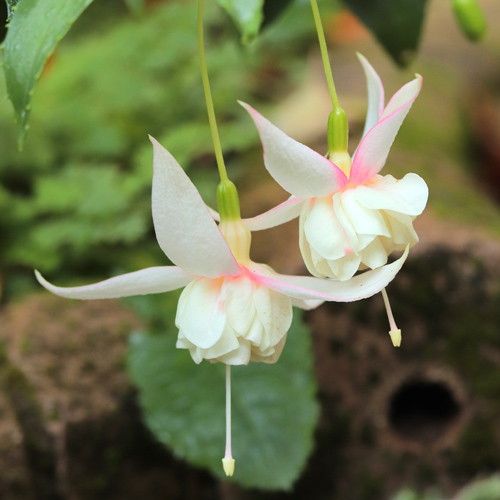 Fuchsia-Comperen-Lutea