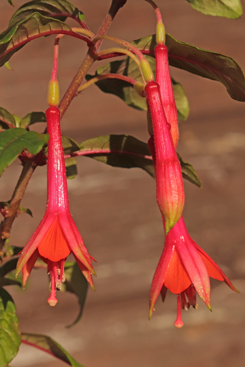 Fuchsia-Cotta-Bright-Star