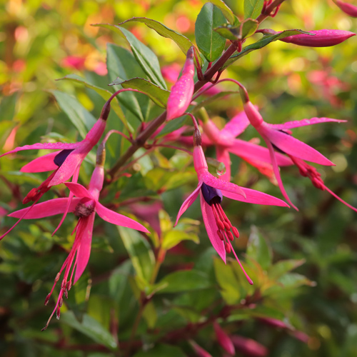 Fuchsia-glazioviana