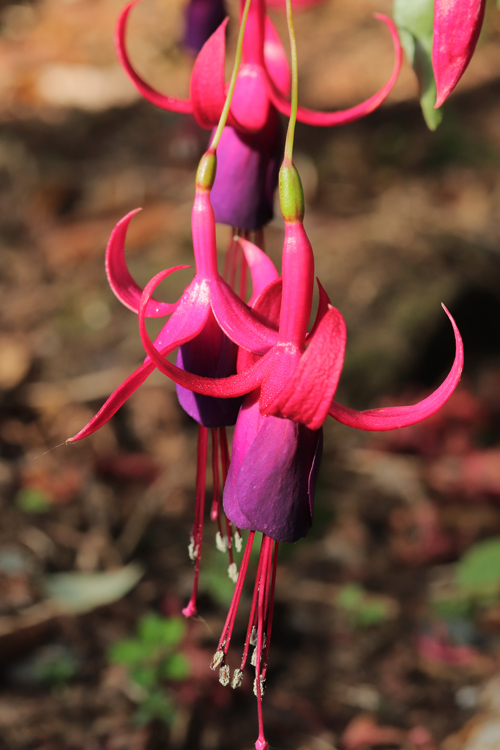 Fuchsia-Hartis-Olivia