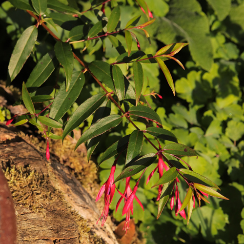 Fuchsia-hatschbachii