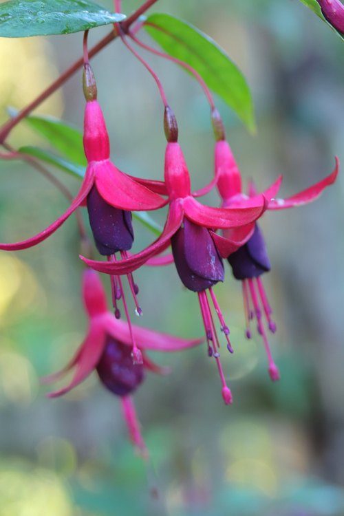 Fuchsia-Ian-Storey