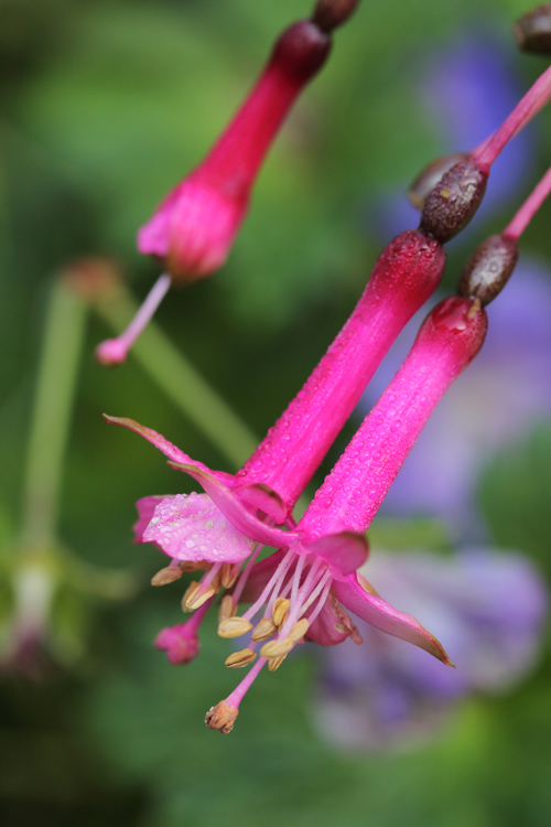 Fuchsia-Lechlade-Debutante
