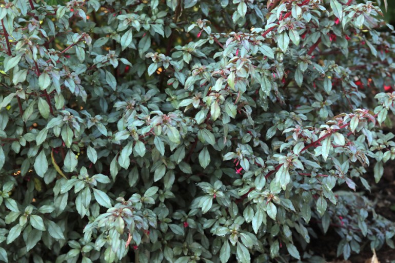 Fuchsia-Marlies-de-Keijzer