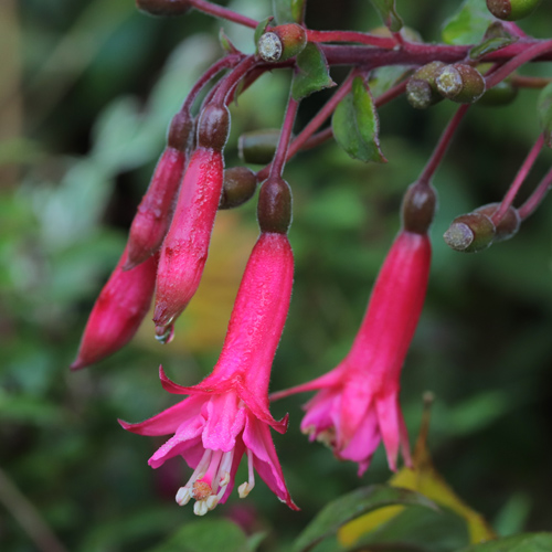 Fuchsia-Phaidra