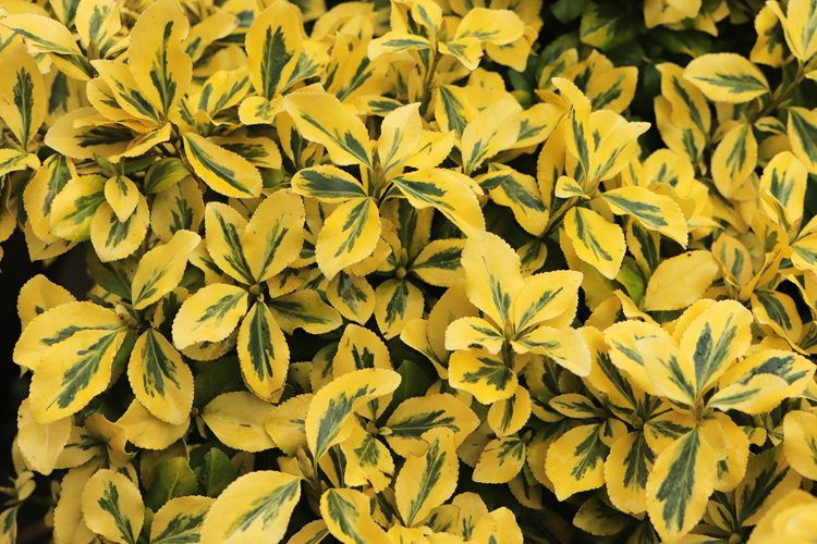 Euonymus