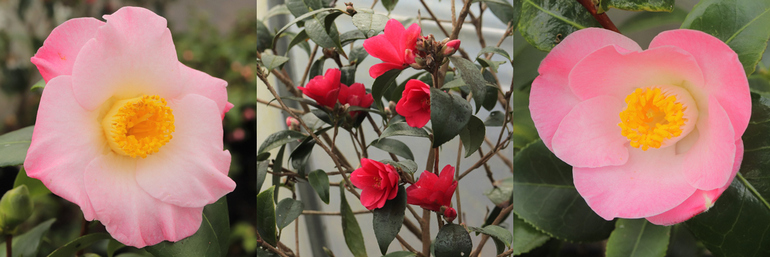 Garden Camellia roundup  garden ruminations