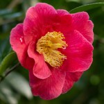 Camellia 'Adelina Patti Red'