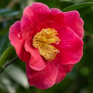 Camellia 'Adelina Patti Red'
