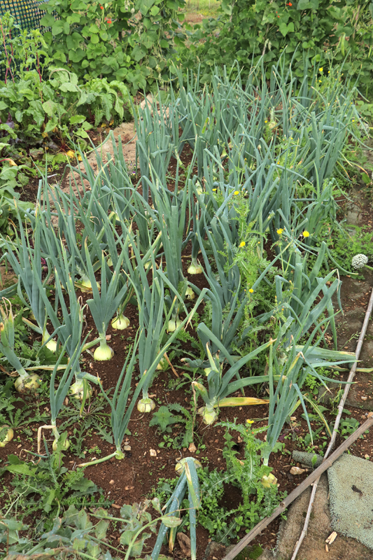 Allotment-144