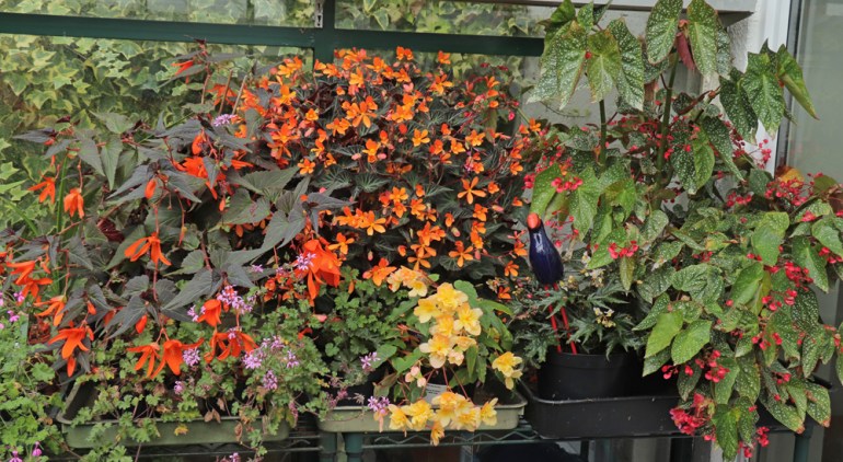 Begonia-5