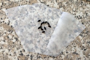 Seeds "sown" on moist filter paper which was then folded up.