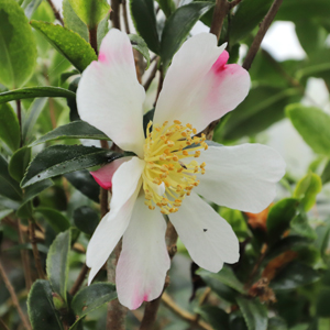 'Sasanqua Variegata'