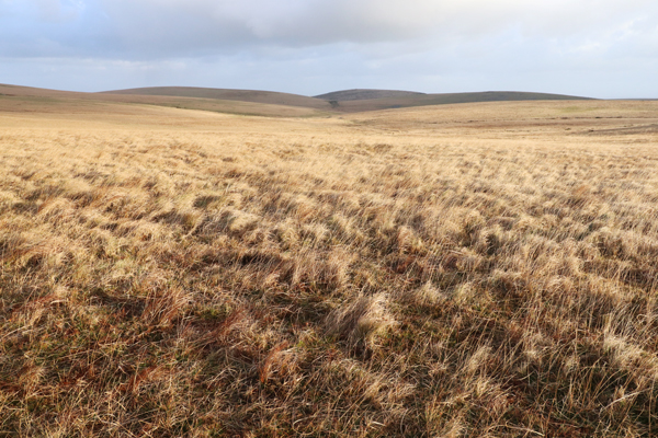For such a small piece of moor it feels surprisingly remote