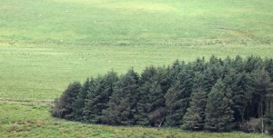 Fernacre stone circle, just above the trees.