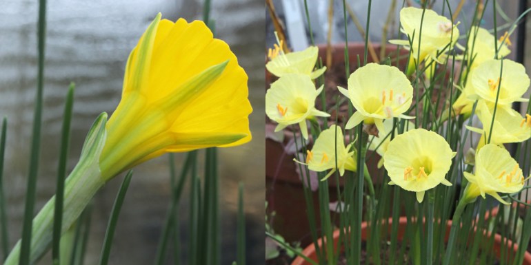 Daffs