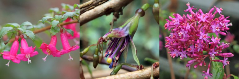 Fuchsias-2