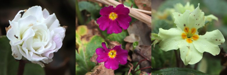 Primroses