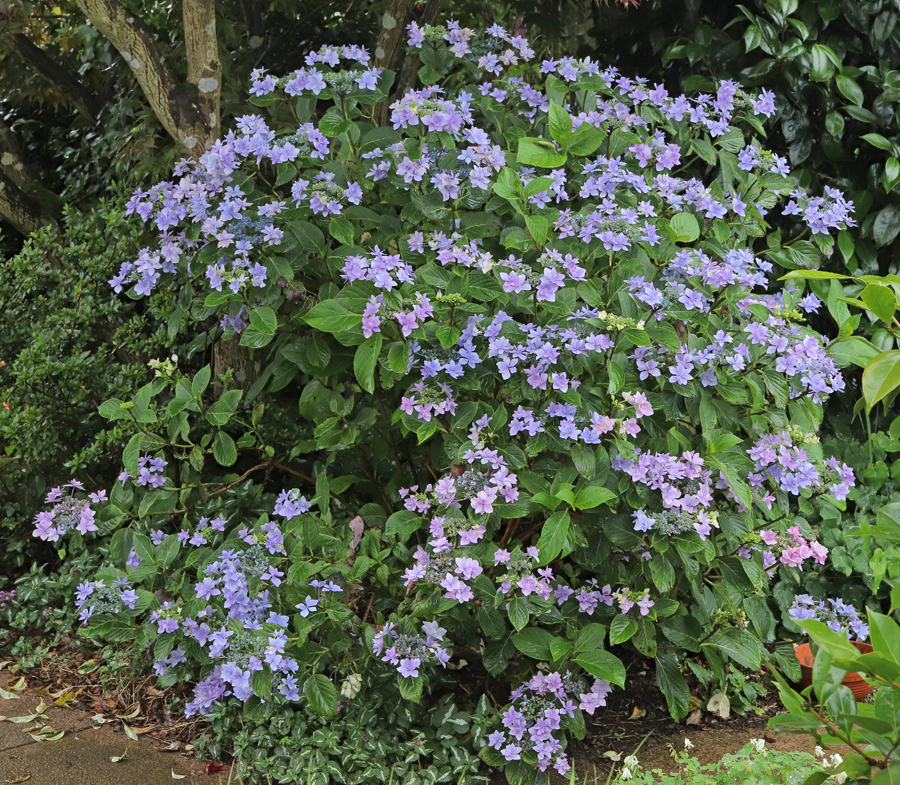 Eight Hydrangeas, plus one. – garden ruminations