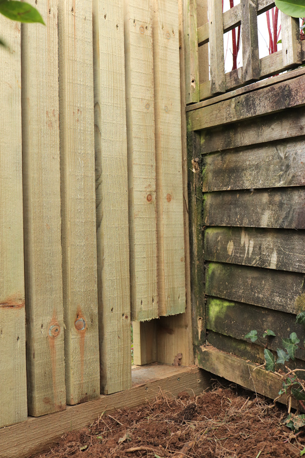 Hedgehog hatch, cats too.