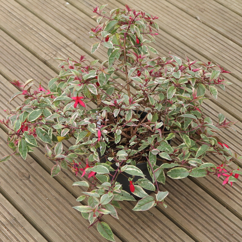 A future for Fuchsias. – garden ruminations