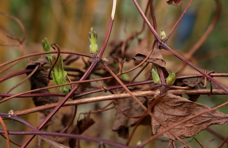 Clematis shoots